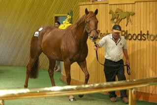 Lot 464 Thorn Park x Volkster broodmare in foal to Tavistock tops the sale at $405,000. Photo Credit: Trish Dunell. 